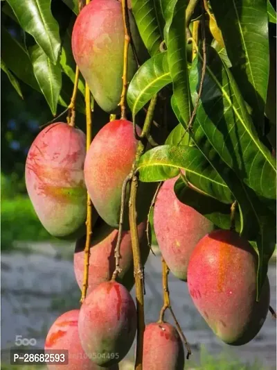 Platone Mango Plant MANGO_JAPANESE_VARIETY_174