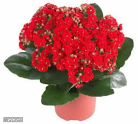 Platone Kalanchoe Plant KALNCHOE PLANT AAA2