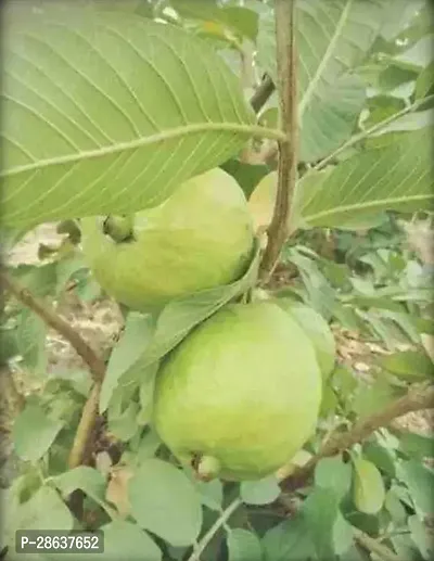 Platone Guava Plant Guava Plant ( Apache Guava Plant )-thumb0