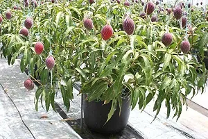 Platone Mango Plant Red mango-thumb1