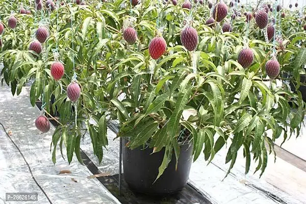 Platone Mango Plant Red mango-thumb2