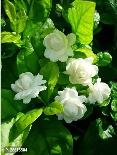 Platone Jasmine Plant Jasmine Mogra live Plant-thumb0