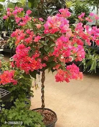 Platone Bougainvillea Plant BAUGAINVILLEA FLOWER PLANT