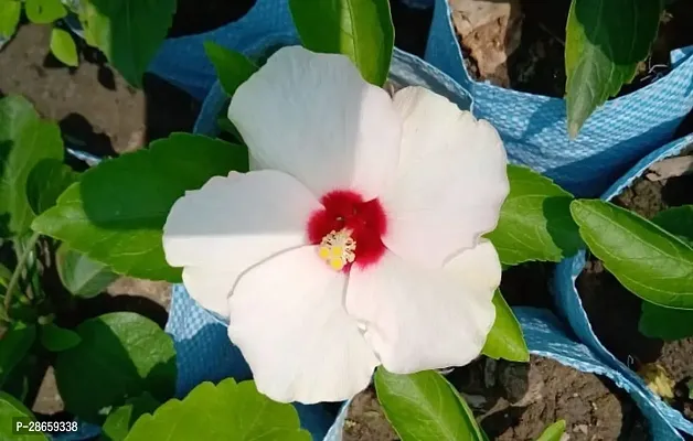 Platone Hibiscus Plant Hibiscus Flower Plant (0006)