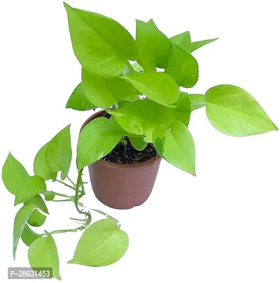 Platone Money Plant WoodGibbsGifts-WB-177