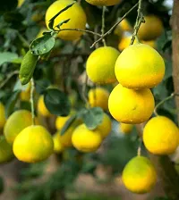 Platone Sweet Lemon Plant Live Sweet Batabi lebu plant-thumb1