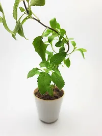 Platone Tulsi Plant 12355-thumb1