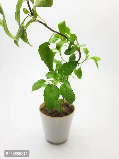 Platone Tulsi Plant 12355-thumb2