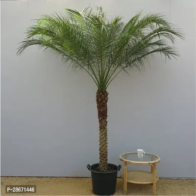 Platone Phoneix Palm Plant Phoenix DATE PALM PLANT-0104-thumb2