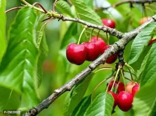 Platone Roxburghs Cherry Plant Cloud Cherry plants-thumb2