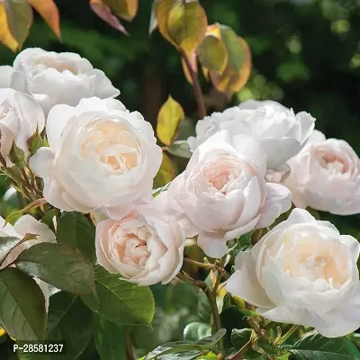 Platone Rose Plant Royal Jubilee White Rose Beautiful Live Plant