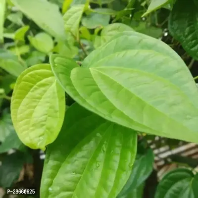 Platone Betel Leaf Plant Paan_P63