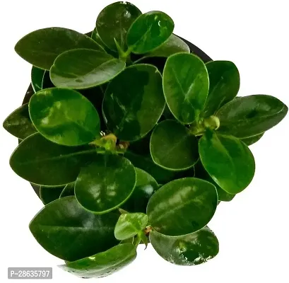 Platone Ficus Plant Ficus Plant-thumb3