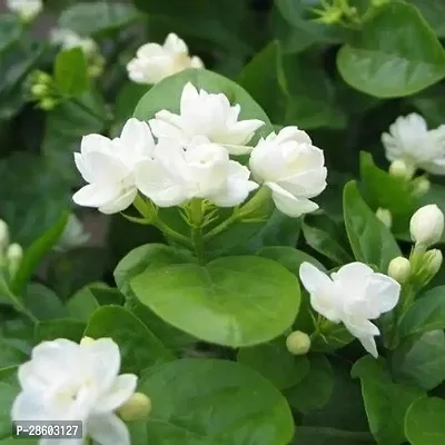 Platone Jasmine Plant jasmine plant 4006-thumb2