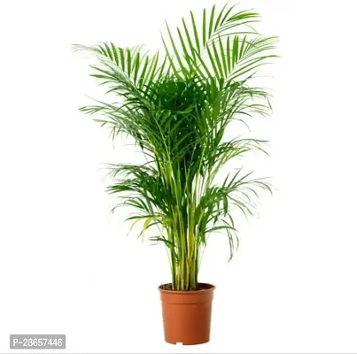 Platone Areca Palm Areca989-thumb0