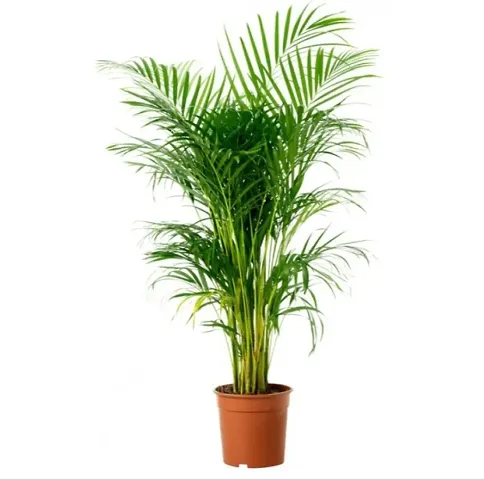 Best Selling Plant & Planters 