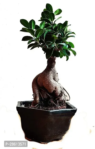 Platone Ficus Bonsai Plant CFGV129