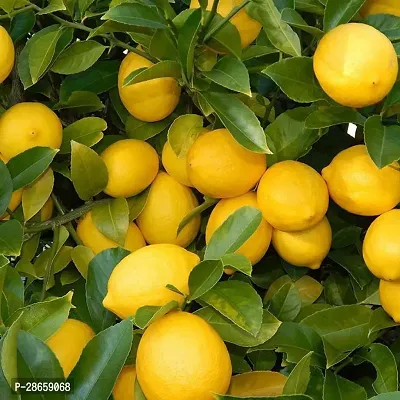 Platone Lemon Plant Balaji lemons plants