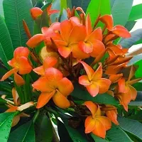 Platone Plumeria Plant ChampaPlumeria Orange Flower Beautiful Live Plant-thumb1