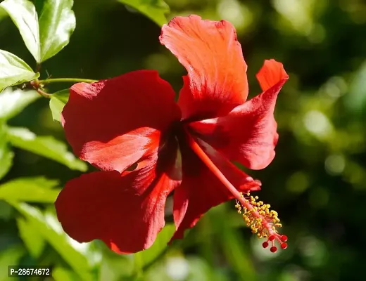 Platone Hibiscus Plant Red Hibiscus-thumb0