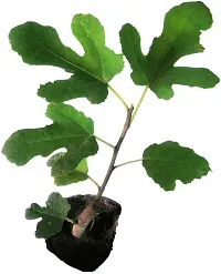 Platone GularCluster Fig Plant Fig Plant (Anjeer Fruit) - Var. Brown Turkey - 6-8 inch (potted)-thumb2