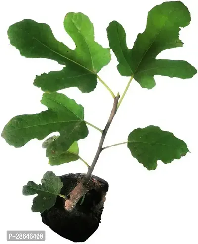 Platone GularCluster Fig Plant Fig Plant (Anjeer Fruit) - Var. Brown Turkey - 6-8 inch (potted)-thumb3