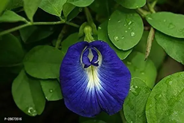 Platone Aparajita Butterfly Pea Plant AparajithaSangu PooClitoria Ternatea Flower Healthy Live Plant (Blue) With Pot-thumb0