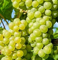 Platone Grapes Plant Green grapes plant-thumb1