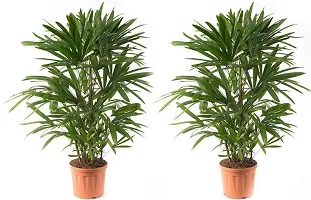 Platone Phoneix Palm Plant lady palm-thumb1