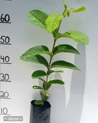 Platone Guava Plant Sr_Guava34