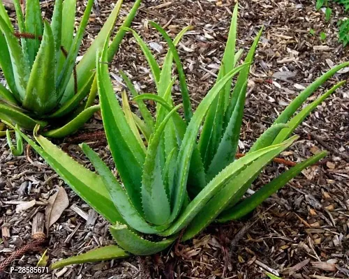 Platone Aloe Vera Plant Alovera Plant-A12