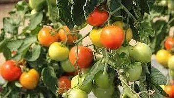 Platone Tomato Plant Hybrid tomato plant live-thumb1