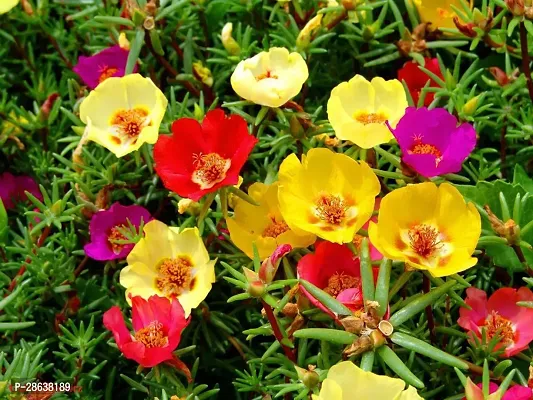 Platone Portulaca Plant TIME FLOWER PLANT