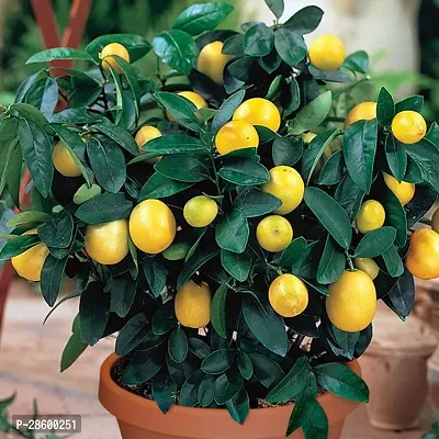 Platone Lemon Plant LEMON LKU01-thumb0