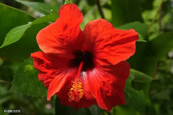 Platone Hibiscus Plant ecom hibiscus 10