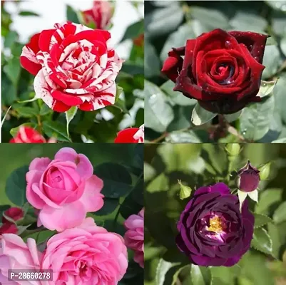 Platone Rose Plant Hybrid RosePlant