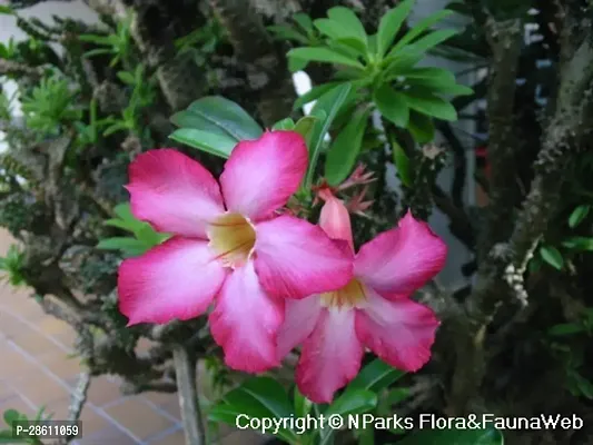 Platone Adenium Plant ADENIUM PLANT JJGG00-thumb3