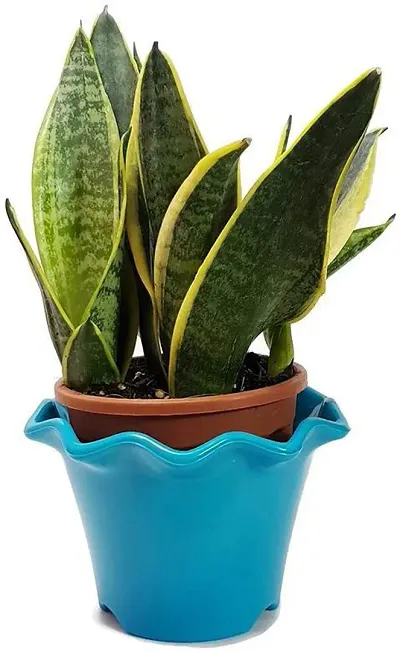 Trendy Plant & Planters 