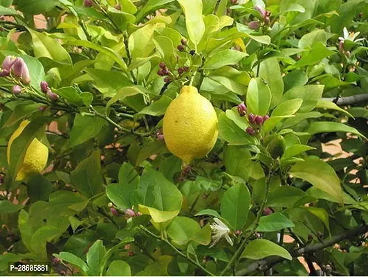 Platone Lemon Plant All Time Seedless Pati lemon Variety Fruit (Air layeredGrafted) Live PlantsTree(1-1.5 Ft Size)-thumb2