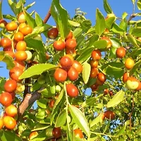 Platone Ber Apple Plant Jujube Apple plants-thumb1