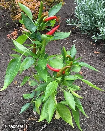 Platone MirchChilli Plant PLT-395