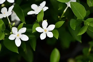 Platone Jasmine Plant Bhutan Tagar flowersSri Lankan TagarBhutan Mallika flower plant-thumb1