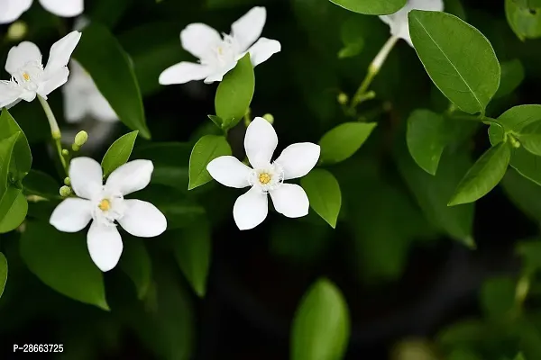 Platone Jasmine Plant Bhutan Tagar flowersSri Lankan TagarBhutan Mallika flower plant-thumb2