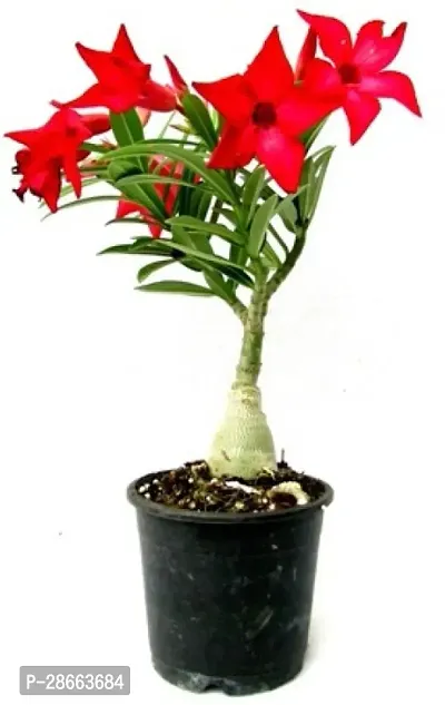 Platone Adenium Plant RS_Adeu01-thumb0