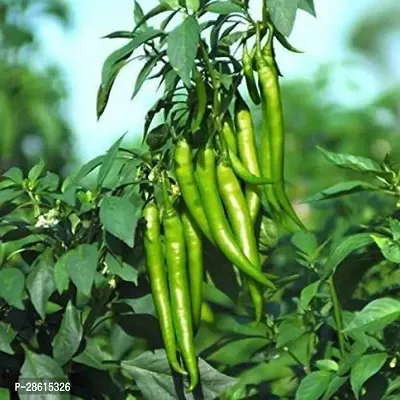 Platone MirchChilli Plant mirchi plant