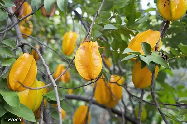 Platone Star Fruit Carambola Grafted Plant DYH