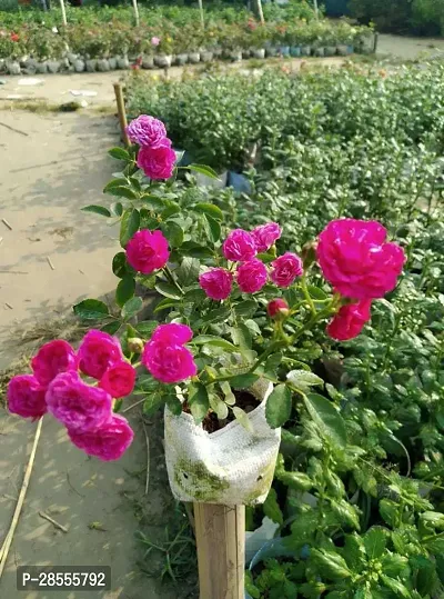 Platone Rose Plant RED ROSE