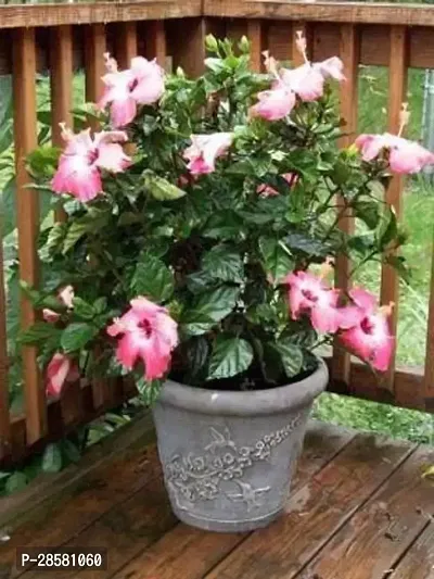 Platone Hibiscus Plant plant live11