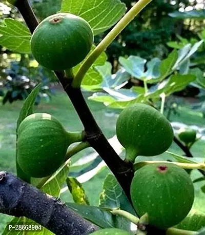 Platone GularCluster Fig Plant Fig Plant A18