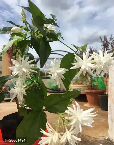 Platone Jasmine Plant Bloom Jasmine Plant 003